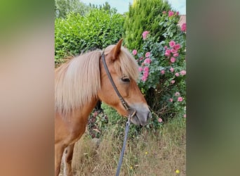 Caballos islandeses, Yegua, 16 años, 138 cm, Alazán