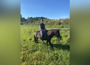 Caballos islandeses, Yegua, 16 años, 138 cm, Morcillo