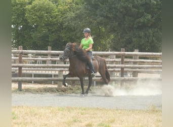 Caballos islandeses, Yegua, 16 años, 138 cm, Negro
