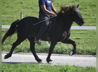 Caballos islandeses, Yegua, 16 años, 138 cm, Negro