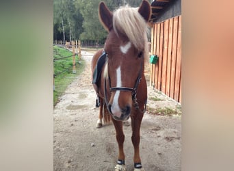 Caballos islandeses, Yegua, 16 años, 142 cm, Alazán-tostado