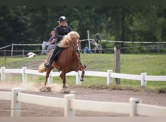 Caballos islandeses, Yegua, 16 años, 142 cm, Alazán-tostado