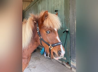 Caballos islandeses, Yegua, 16 años, 142 cm, Alazán-tostado