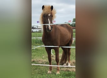 Caballos islandeses, Yegua, 16 años, 142 cm, Alazán-tostado