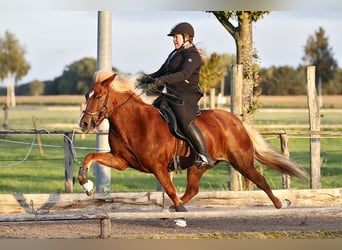 Caballos islandeses, Yegua, 16 años, 142 cm, Alazán-tostado