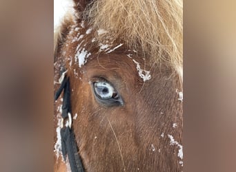 Caballos islandeses, Yegua, 16 años, 142 cm, Alazán-tostado