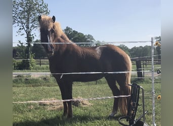 Caballos islandeses, Yegua, 16 años, 142 cm, Alazán-tostado