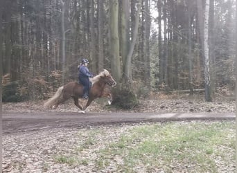 Caballos islandeses, Yegua, 16 años, 142 cm, Alazán-tostado