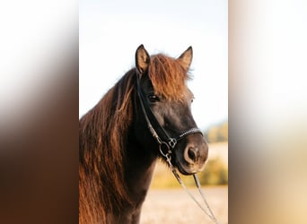 Caballos islandeses, Yegua, 16 años, 142 cm, Negro