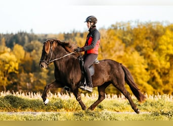 Caballos islandeses, Yegua, 16 años, 142 cm, Negro