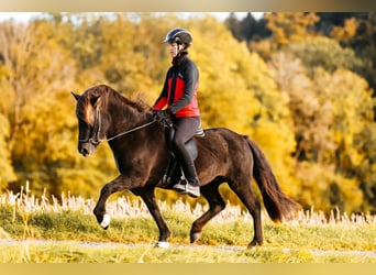 Caballos islandeses, Yegua, 16 años, 142 cm, Negro