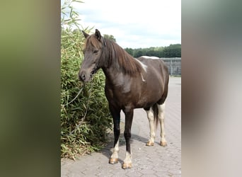 Caballos islandeses, Yegua, 16 años, 145 cm, Pío