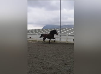 Caballos islandeses, Yegua, 16 años, Castaño rojizo