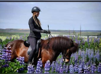 Caballos islandeses, Yegua, 16 años, Castaño rojizo