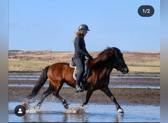 Caballos islandeses, Yegua, 16 años, Castaño rojizo