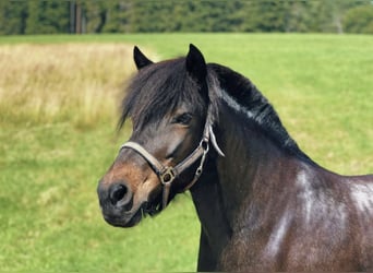 Caballos islandeses, Yegua, 17 años, 130 cm, Castaño oscuro