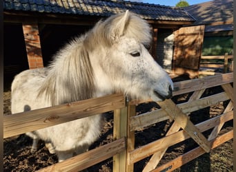 Caballos islandeses, Yegua, 17 años, 134 cm, Tordo rodado