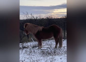 Caballos islandeses, Yegua, 17 años, 135 cm, Alazán
