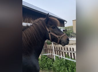 Caballos islandeses, Yegua, 17 años, 136 cm, Castaño oscuro