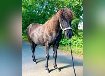 Caballos islandeses, Yegua, 17 años, 137 cm, Morcillo