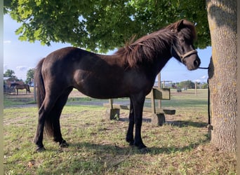 Caballos islandeses, Yegua, 17 años, 137 cm, Morcillo