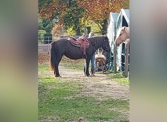 Caballos islandeses, Yegua, 17 años, 137 cm, Negro