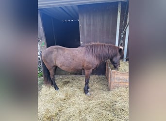 Caballos islandeses, Yegua, 17 años, 137 cm, Negro