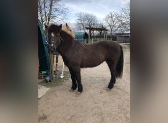 Caballos islandeses, Yegua, 17 años, 137 cm, Negro