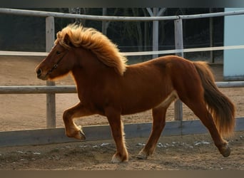 Caballos islandeses, Yegua, 17 años, 138 cm, Alazán