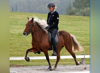 Caballos islandeses, Yegua, 17 años, 138 cm