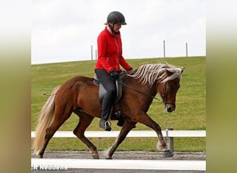 Caballos islandeses, Yegua, 17 años, 138 cm