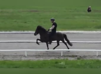 Caballos islandeses, Yegua, 17 años, 141 cm, Negro