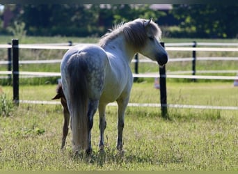 Caballos islandeses, Yegua, 17 años, 142 cm, Tordo