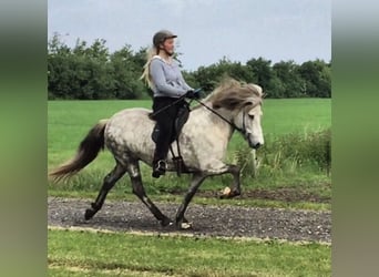 Caballos islandeses, Yegua, 17 años, 142 cm, Tordo