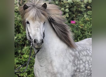 Caballos islandeses, Yegua, 17 años, 142 cm, Tordo