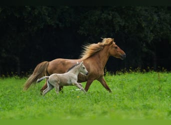 Caballos islandeses, Yegua, 17 años, Bayo