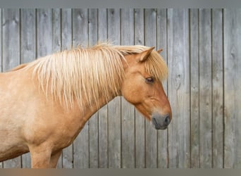Caballos islandeses, Yegua, 17 años, Bayo