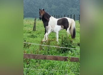 Caballos islandeses, Yegua, 17 años, Pío