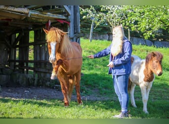 Caballos islandeses, Yegua, 18 años, 137 cm, Alazán