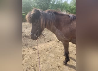 Caballos islandeses, Yegua, 18 años, 140 cm, Castaño oscuro