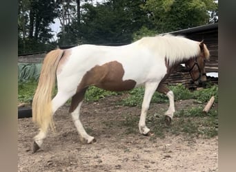 Caballos islandeses, Yegua, 18 años, 140 cm, Pío
