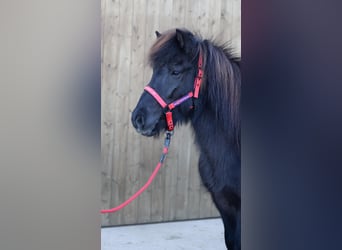 Caballos islandeses, Yegua, 18 años, Negro