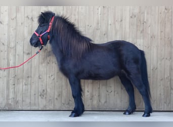 Caballos islandeses, Yegua, 18 años, Negro