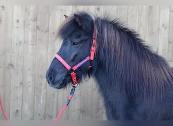 Caballos islandeses, Yegua, 18 años, Negro