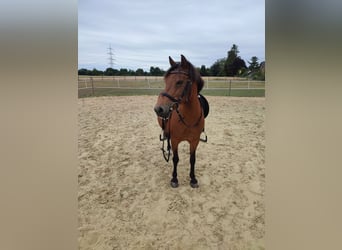 Caballos islandeses Mestizo, Yegua, 19 años, 120 cm, Castaño