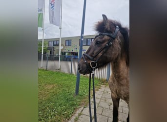 Caballos islandeses, Yegua, 19 años, 135 cm, Negro
