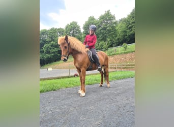 Caballos islandeses, Yegua, 19 años, 137 cm, Alazán