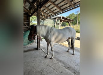 Caballos islandeses, Yegua, 19 años, 139 cm, Pío