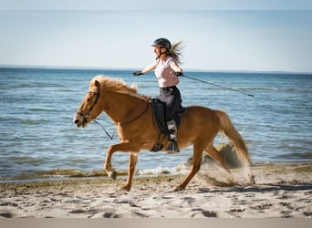 Caballos islandeses, Yegua, 19 años, 144 cm, Alazán