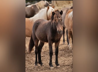 Caballos islandeses, Yegua, 1 año, 132 cm, Castaño